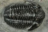 Detailed Gerastos Trilobite Fossil - Morocco #311241-1